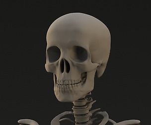 Realistic Human Skeleton