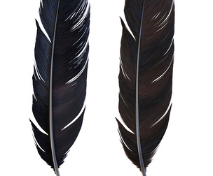 Crow Feather