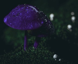 Forest scene ready to use in projects