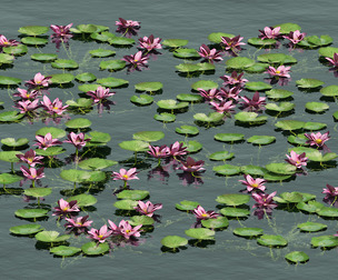aquatic lotus flower