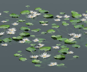 Water lily flower