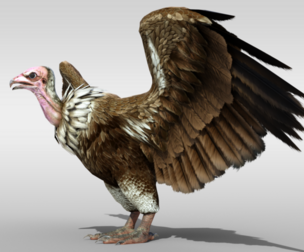 Realistic Vulture Bird rigged