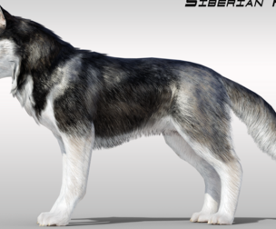 Siberian Husky Fur Rigged