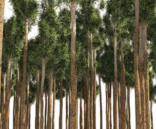 Rose gum forest tree