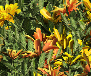 Yellow & Orange Marigold Flowers Cluster