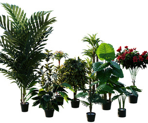 Plants Package Asset Libary (10 Assets)
