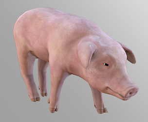 Animal Farm : Pig