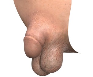 Photorealistic Very Small Male Penis