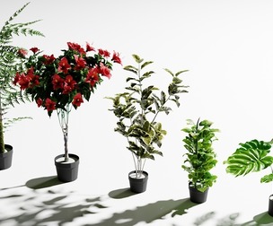Plants Package (5 Assets)