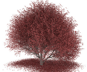 red maple - TREE 01