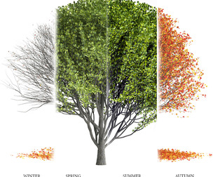 Maple Tree - Season Pack