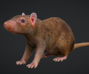 Rat