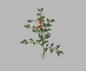 Tomato plant