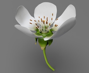 Lily flower