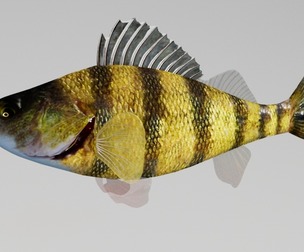 Bony fish
