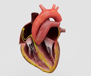Human Heart With Animation