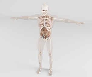 Human Body Digestive System