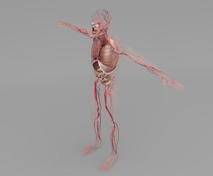 Male Respiratory System