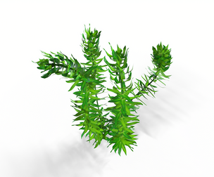 Hydrilla Leaves
