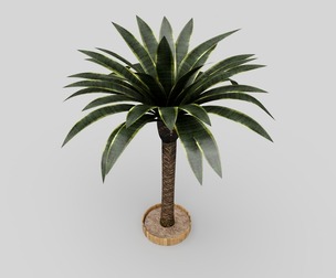 Palm Tree