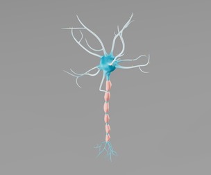 Neuron