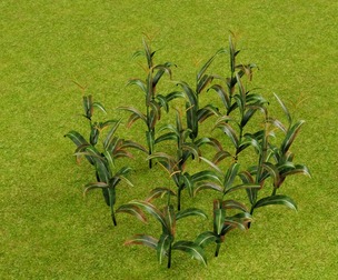 corn plant