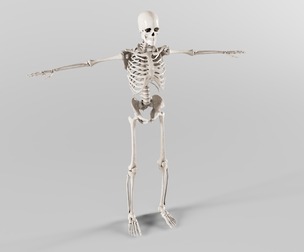 Skeleton System