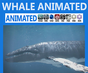 Animated Whale