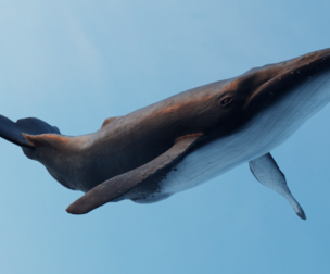 Whale - low poly 3D model