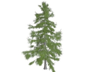 Alaska Cedar Tree #01