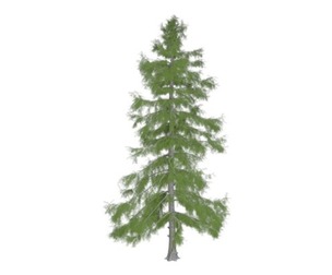 Alaska Cedar Tree #02