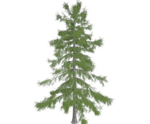 Alaska Cedar Tree #03