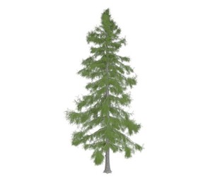 Alaska Cedar Tree #04