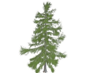 Alaska Cedar Tree #05