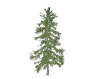 Alaska Cedar Tree #06