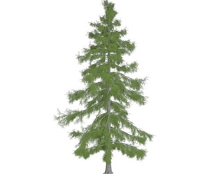 Alaska Cedar Tree #07
