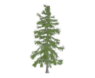 Alaska Cedar Tree #08