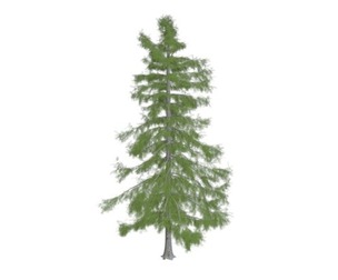 Alaska Cedar Tree #09