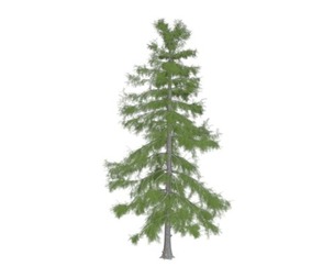 Alaska Cedar Tree #10