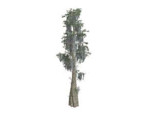 Bald Cypress Tree #01