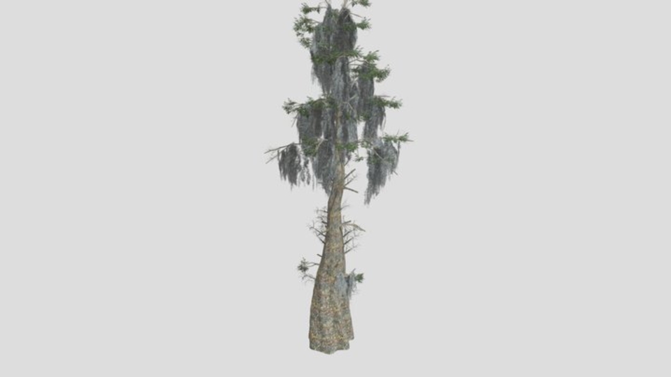 Bald Cypress Tree 02
