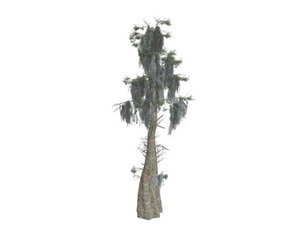 Bald Cypress Tree #02