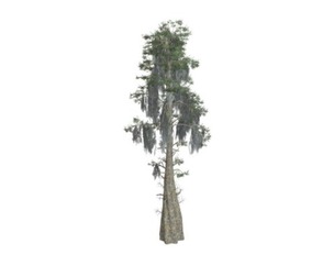 Bald Cypress Tree #03