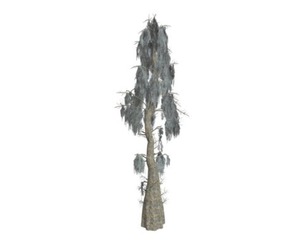 Bald Cypress Tree #04