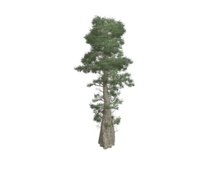 Bald Cypress Tree #05