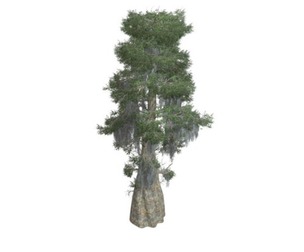 Bald Cypress Tree #06