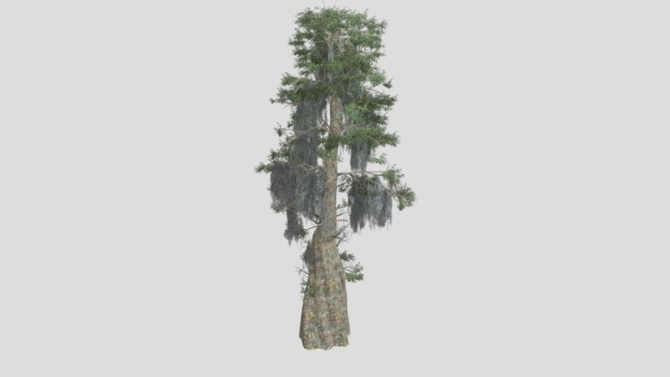 Bald Cypress Tree 07
