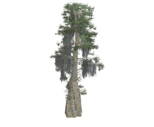 Bald Cypress Tree #07