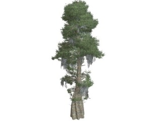 Bald Cypress Tree #08
