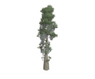 Bald Cypress Tree #09